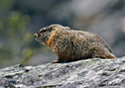 Marmota flaviventris